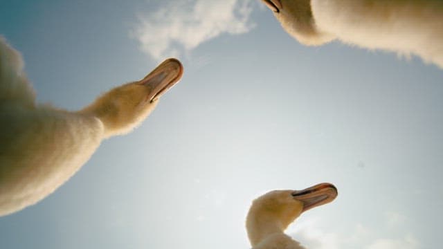 파랗고 맑은 하늘 아래 오리 세 마리