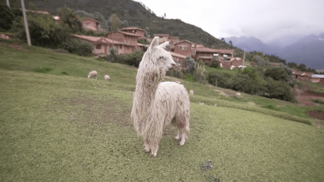 시골 마을에 서 있는 알파카
