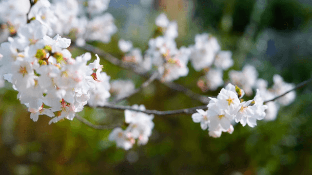 Cherry blossoms in full bloom on a branch