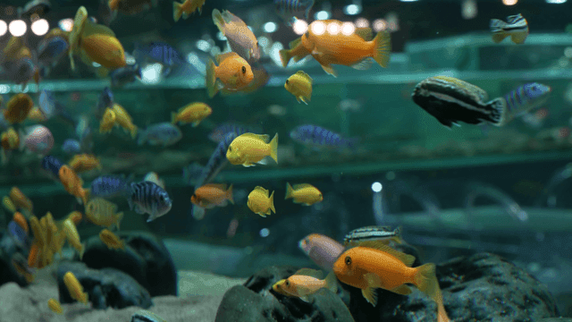 수족관에서 헤엄치는 다채로운 물고기들