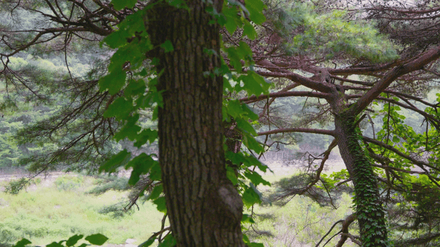 산들바람에 흔들리는 숲속 나무
