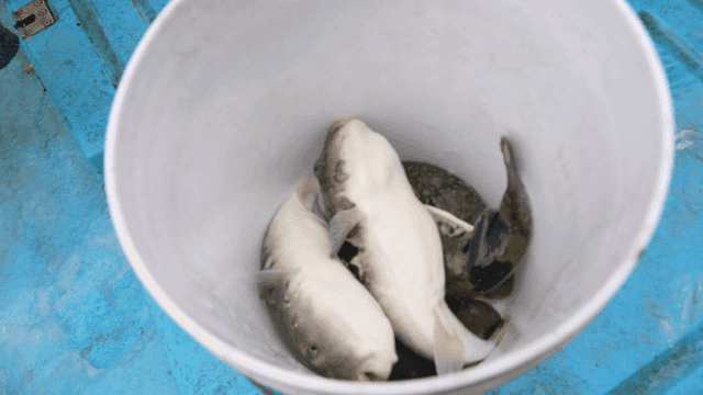 Pufferfish in white bucket
