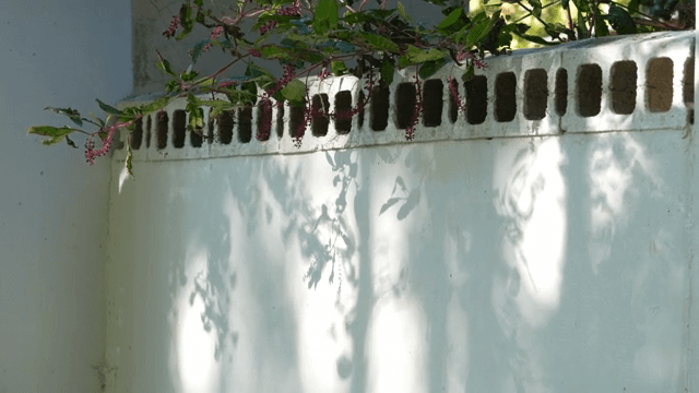 햇빛이 비치는 벽과 매달린 녹색 잎