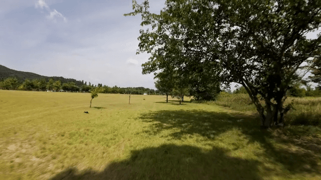 Serene park with lush green trees