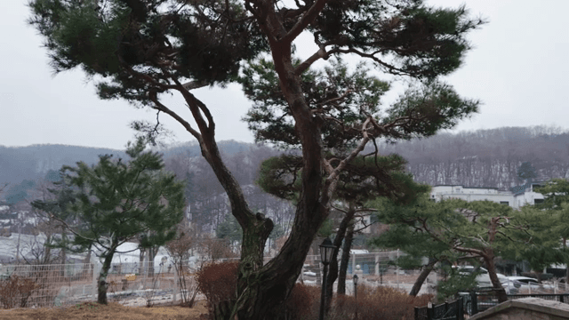 Serene view of trees and houses
