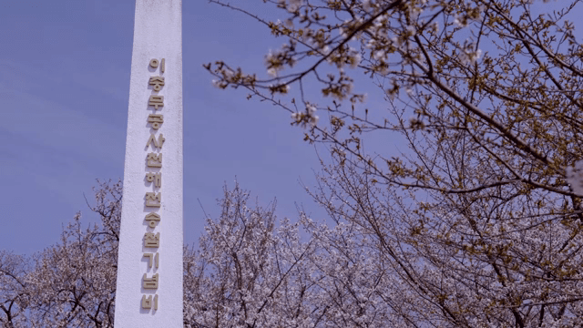Cherry blossoms around a monument