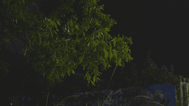 Tree with green leaves at night