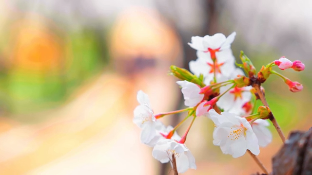 Cherry blossoms in full bloom on branches