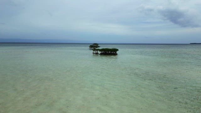 Small tree in calm waters