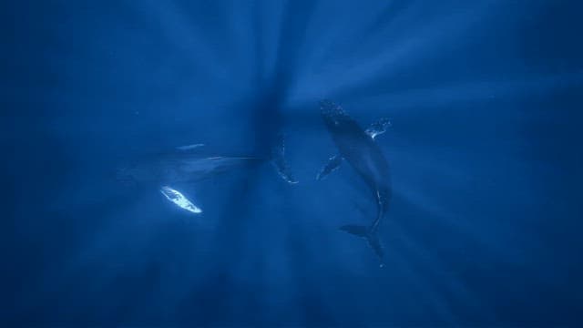 Two humpback whales swimming gracefully underwater