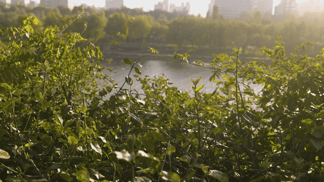 Green vegetation by sunlit river