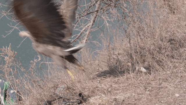 White-tailed eagle taking off from winter field by riverside