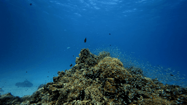 Underwater scene with coral and fish