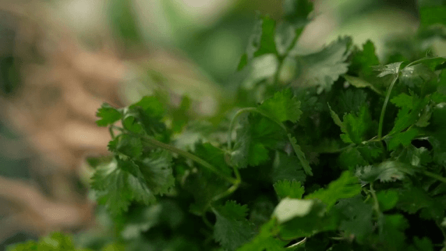 신선한 고수와 뿌리 채소