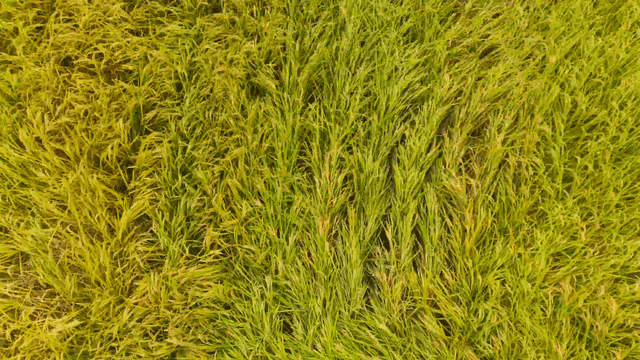 Aerial view of a lush green rice field