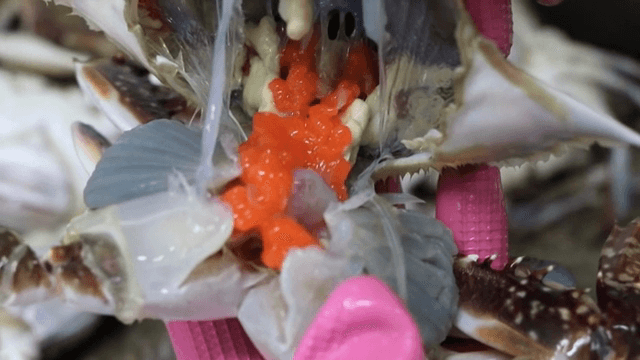 알이 있는 게 준비 중