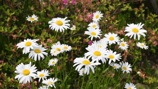 활기찬 정원에서 피어나는 데이지