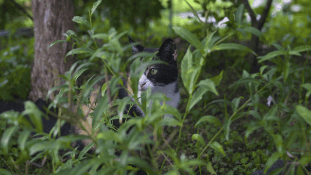 Tabby cat hiding among green plants