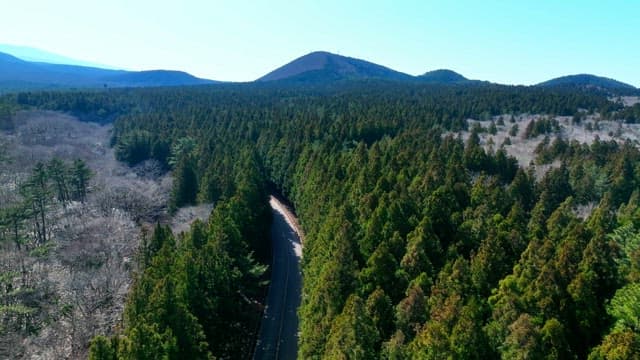 Scenic road through a dense forest