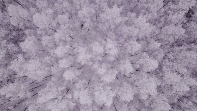 온통 눈으로 덮인 숲의 절경