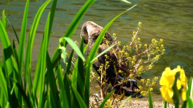 Duck seen among the fresh grass and flowers on the riverbank