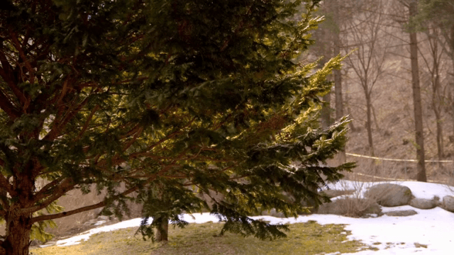 Tree in a snowy forest landscape