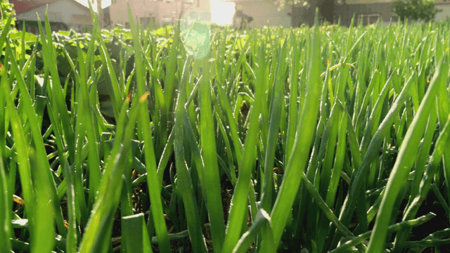 햇살 아래 자라는 녹색 파