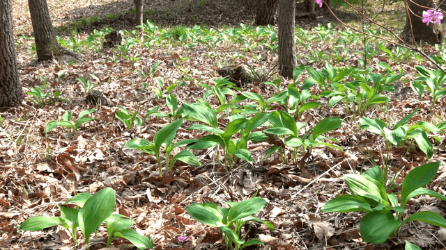 Forest floor with green plants and pink flowers