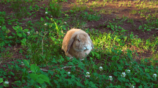 햇살 가득한 들판에서 풀을 먹는 토끼