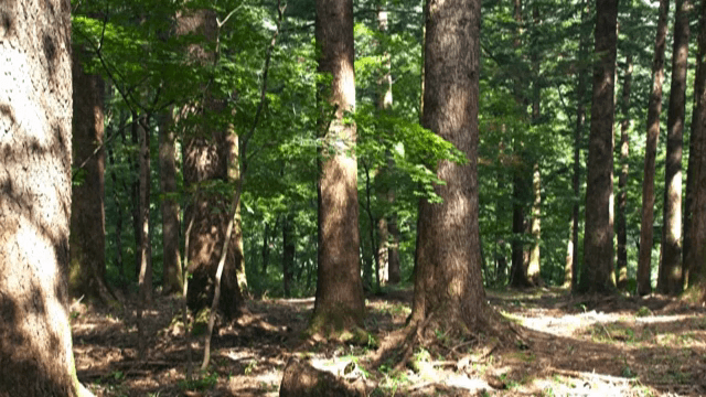 햇살이 비치는 숲을 걷는 사람