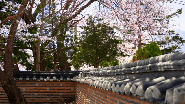 전통 한옥 담장 위의 벚꽃