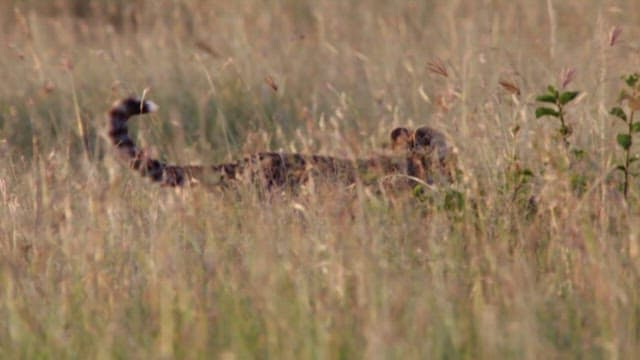 Cheetah Cub Walking in Savannah Grass