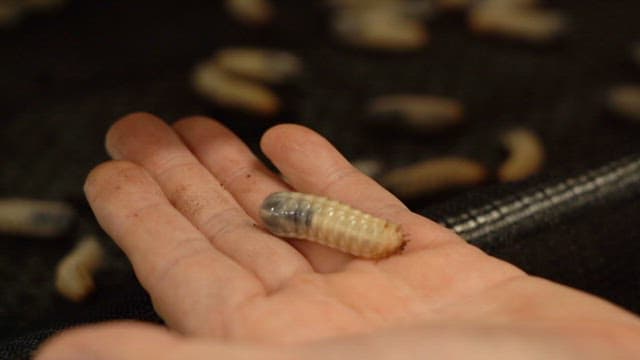 Larva wriggling in the hand held in the enclosure