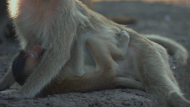 Mother Monkey Nursing Her Baby