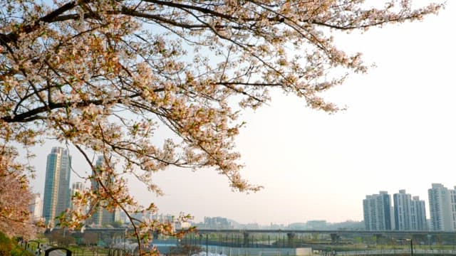 Cherry blossoms with city skyline