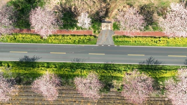 Scenic road lined with cherry blossoms