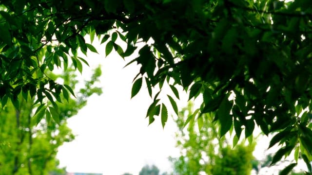 Lush green leaves of trees swaying in the wind