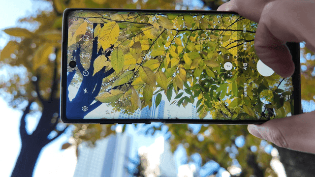 나무의 노란 잎을 스마트폰을 촬영하는 손