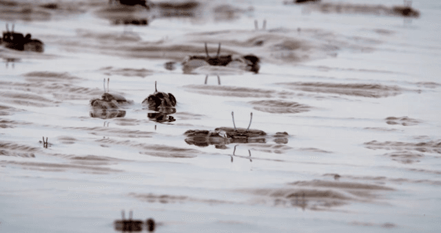 Crabs moving on a muddy shore