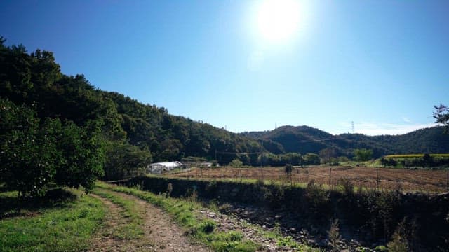 Serene countryside scene on a sunny day