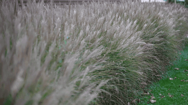 Tall grass swaying gently in the breeze