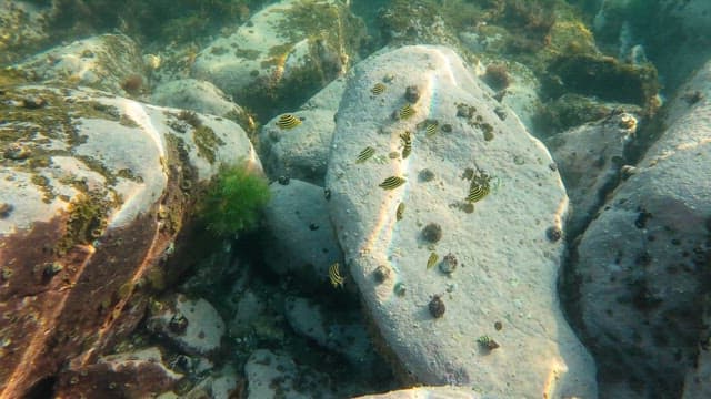 Colorful fish swimming among rocks underwater