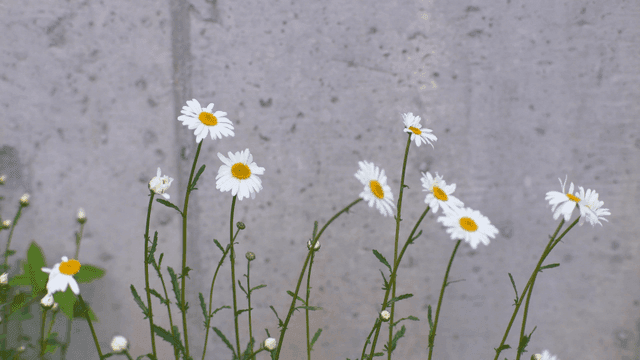 콘크리트 벽 앞에 핀 데이지