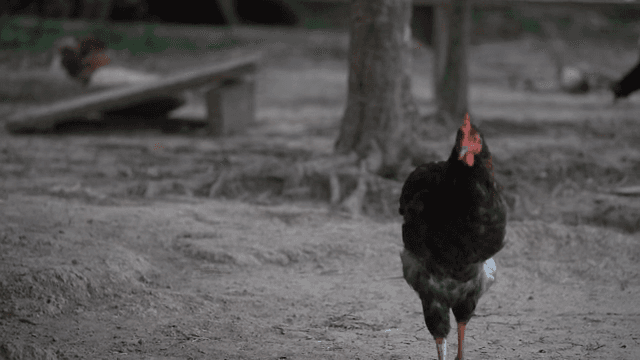 흙길을 걷는 수탉