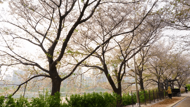 Cherry blossoms along a city path
