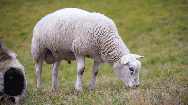 Sheep grazing peacefully in a green field