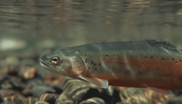 Fish swimming in clear stream.