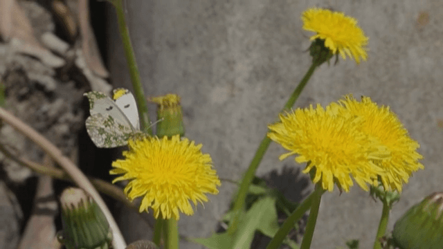 노란 민들레 위에 앉은 나비