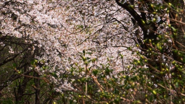 Cherry blossoms in full bloom swaying in the spring breeze