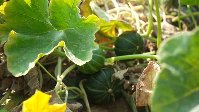 Green Sweet Pumpkin Growing among Leaves and Vines in Fields